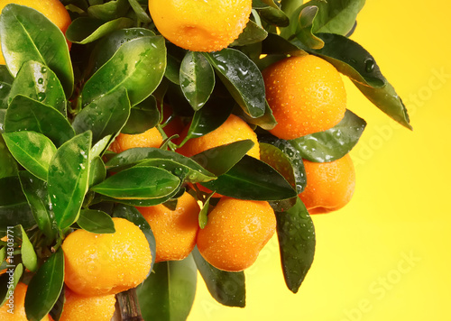 orange tree