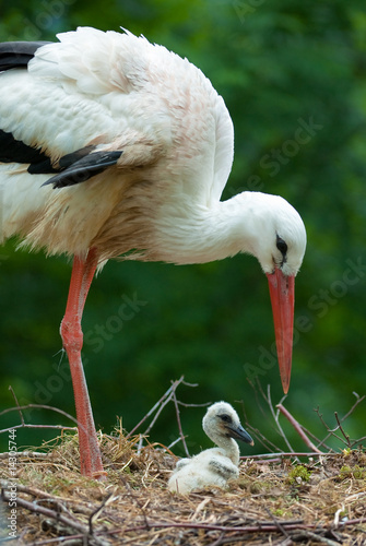 mother and baby stork