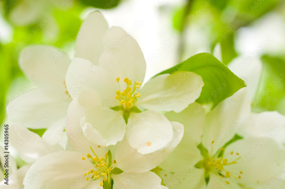 Obraz premium Cherry bloom