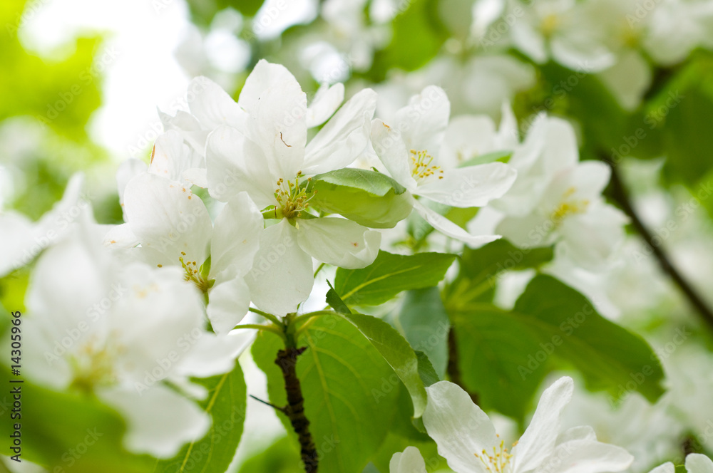 Fototapeta premium Cherry bloom