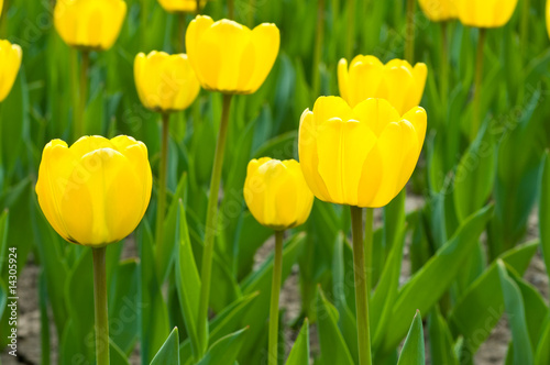 Many tulips