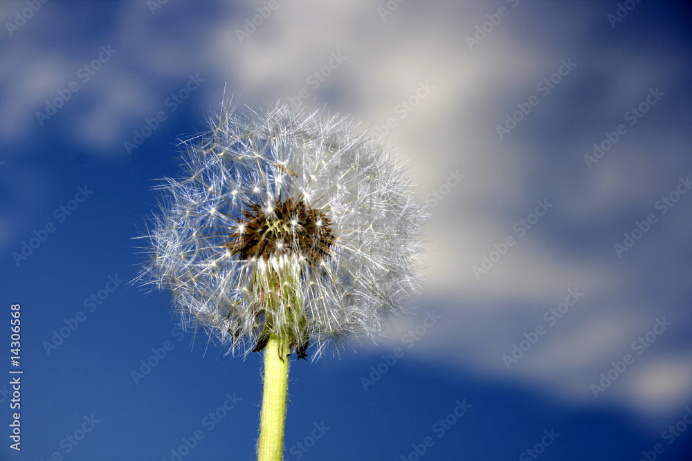Pusteblume