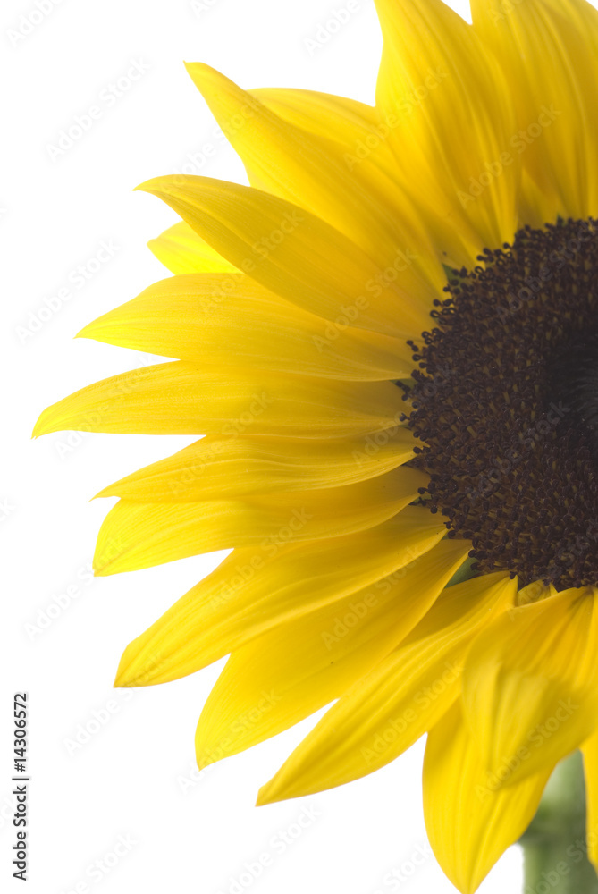 Obraz premium Sunflower