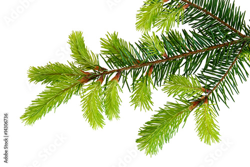 Branches d' épicéa