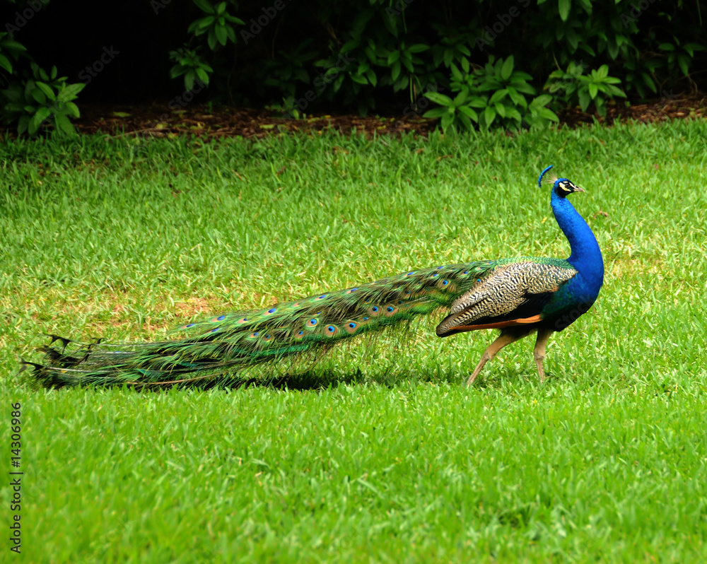 Naklejka premium Peacock walking