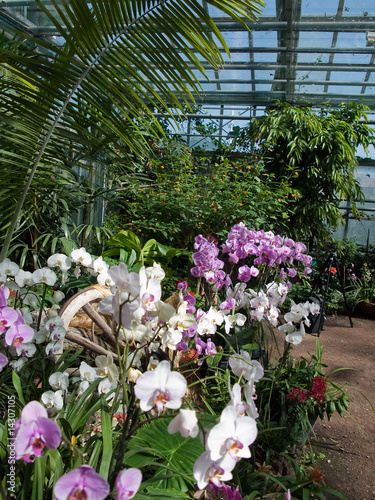 Orchidées dans la serre tropicale