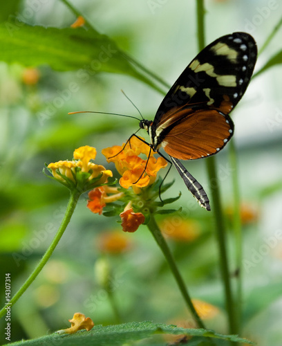 Papillon noir orange blanc