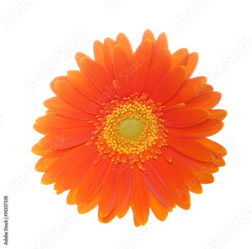 Orange Daisy