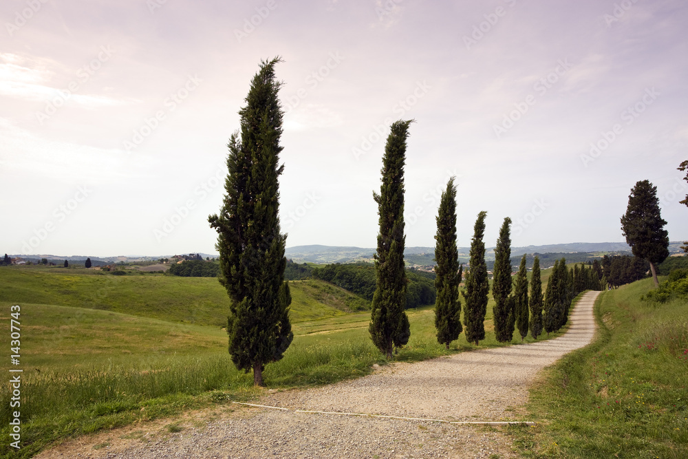 tuscany landscape with cypress seamed rural road
