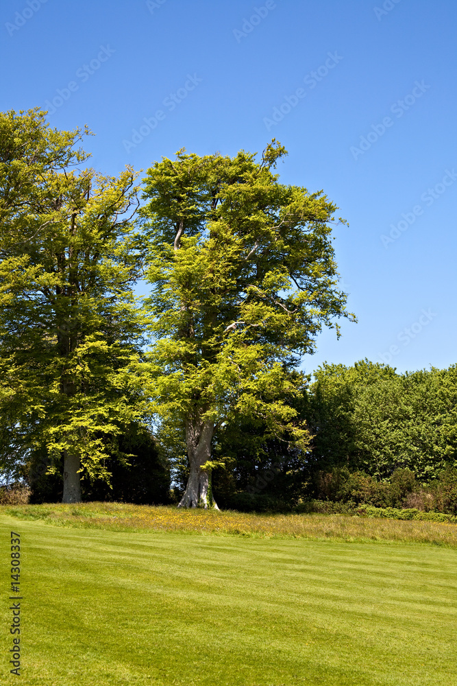 Striped lawn