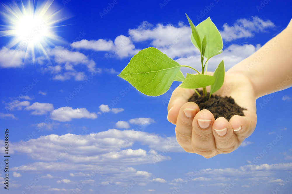 plant in hand on blue sky background with white clouds plant in hand on blue sky background with white clouds