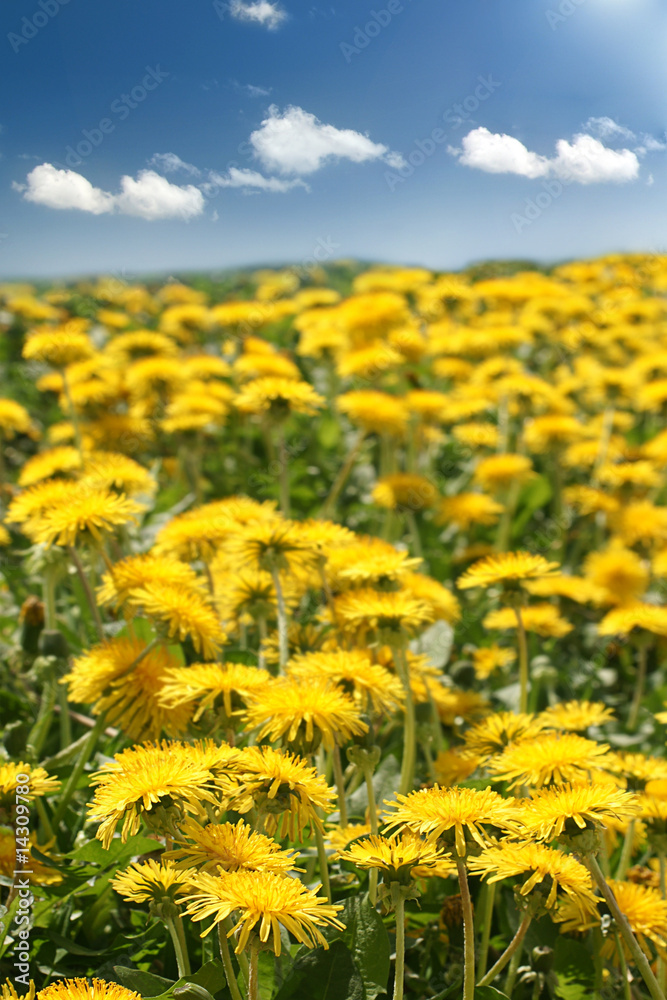 Fototapeta premium Dandelion