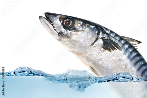 Fresh mackerel fish