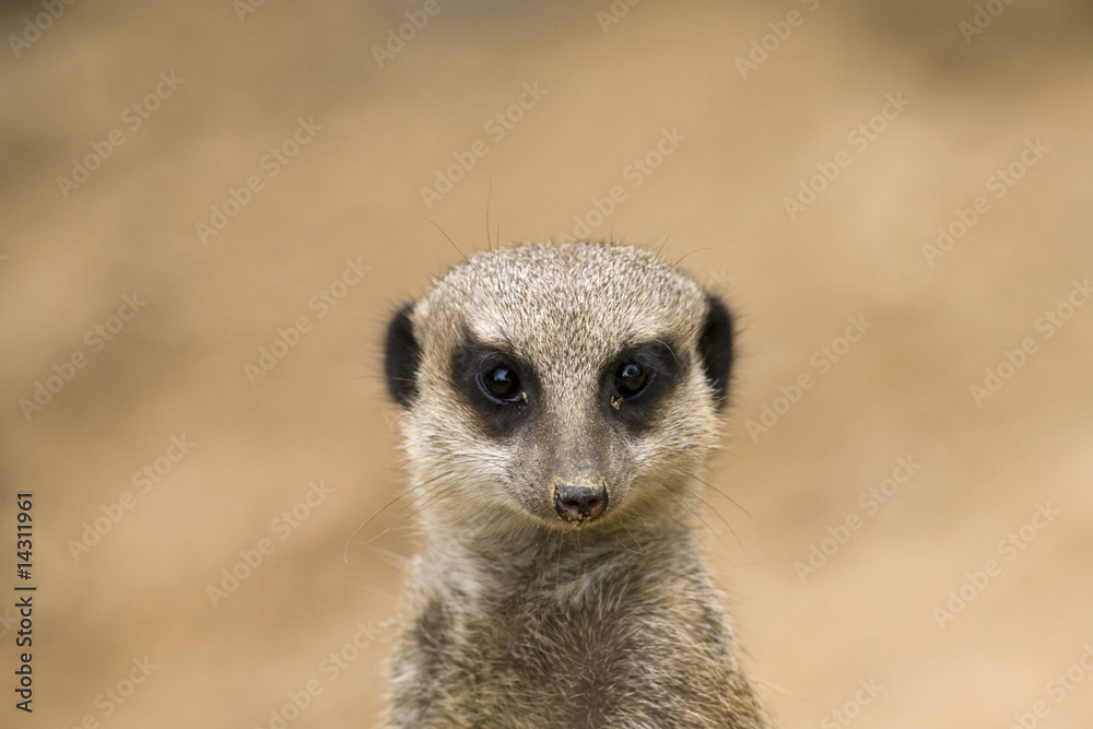 Erdmännchen blickt in die Kamera Erdmännchen blickt in die Kamera