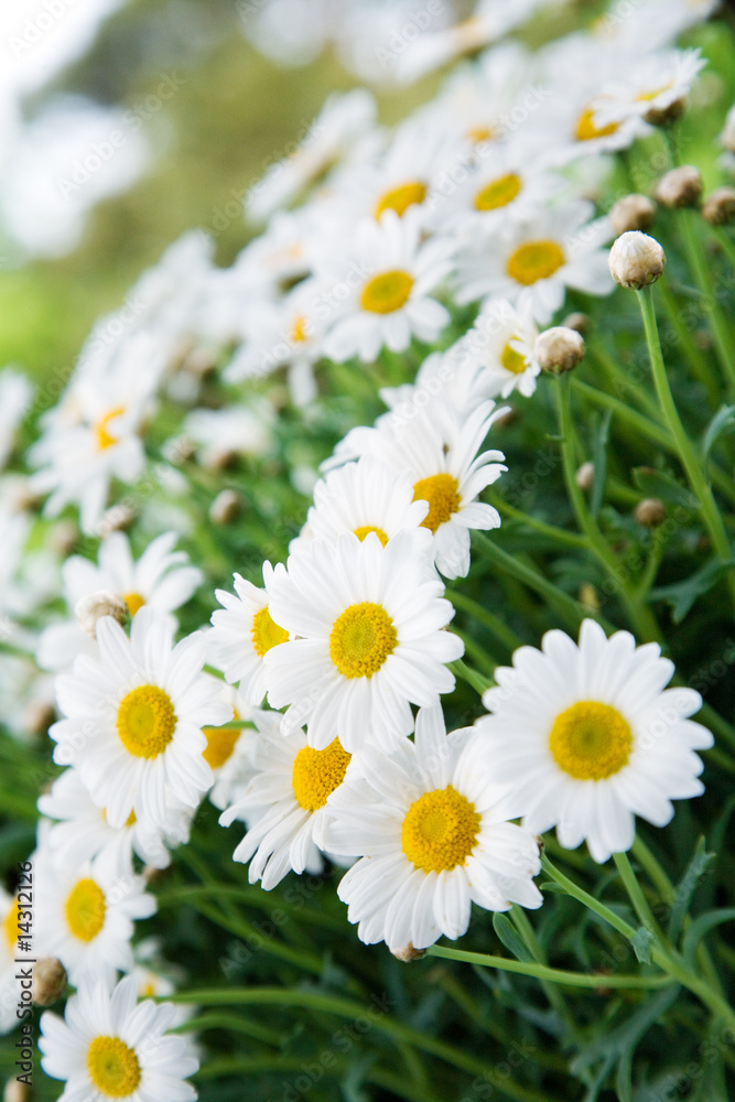 Fototapeta premium white daisies
