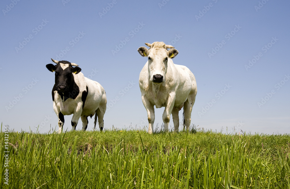 Dutch cows