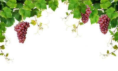 Grapevine border with pink grapes