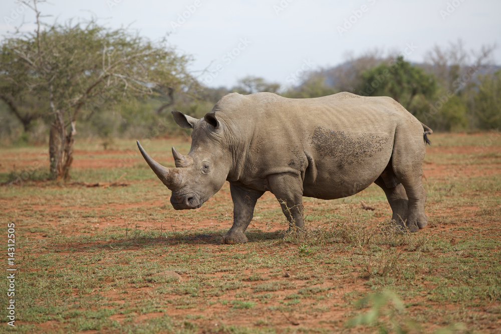 Nashorn Nashorn