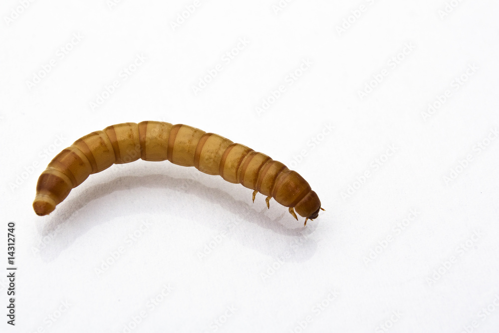 Naklejka premium Mehlwurm