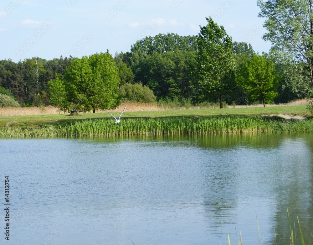 lecąca rybitwa