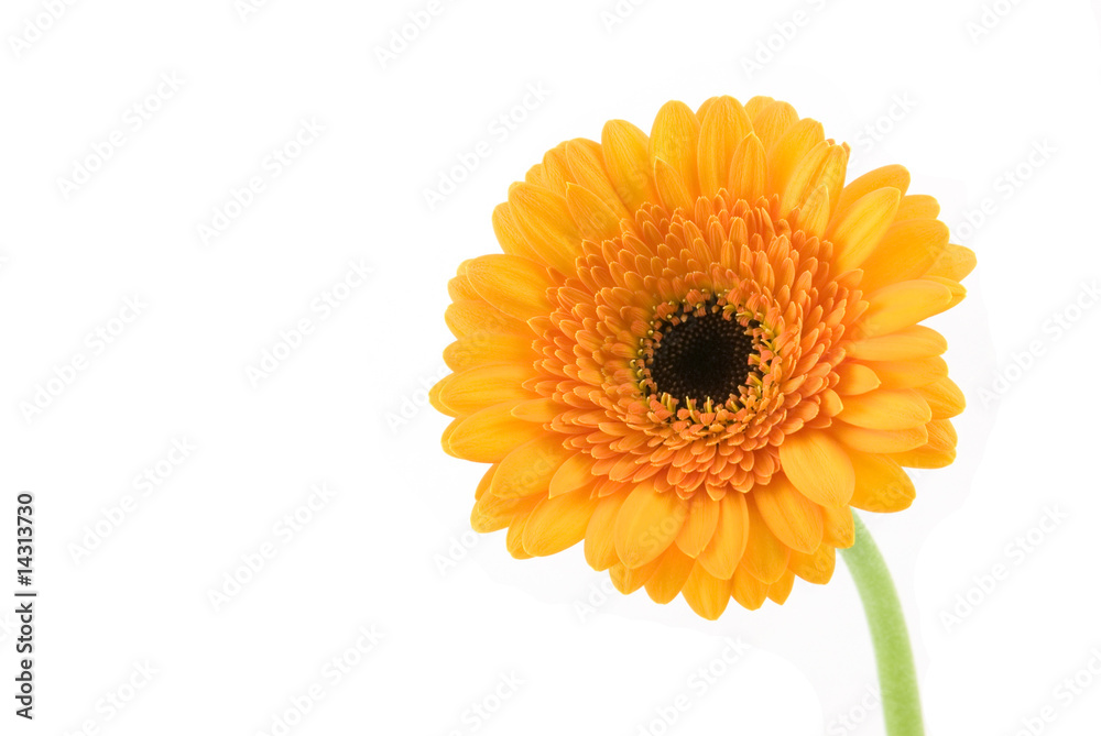 Orange Gerber isolated on white background Orange Gerber isolated on white background