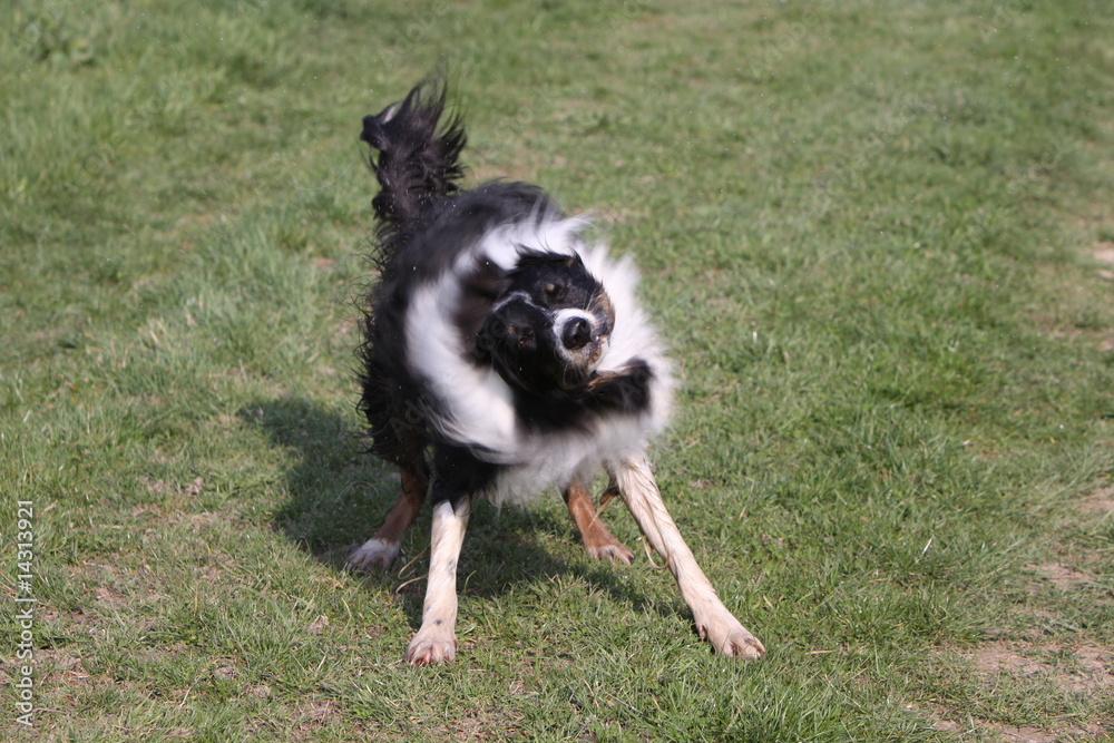 Border Collie Border Collie