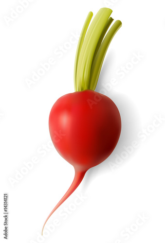 Fresh Radish