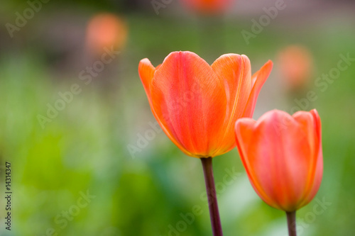 Orange tulips © Kati Finell