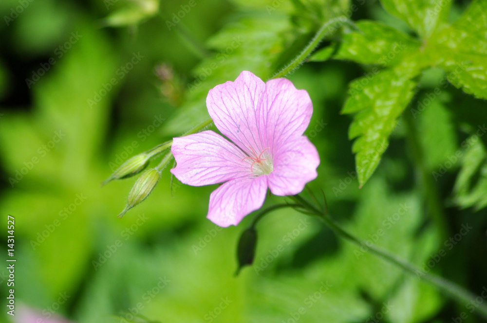 Wilde Blumen auf der Wiese