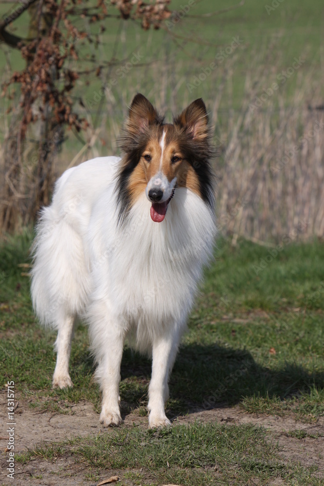 Langhaar Collie