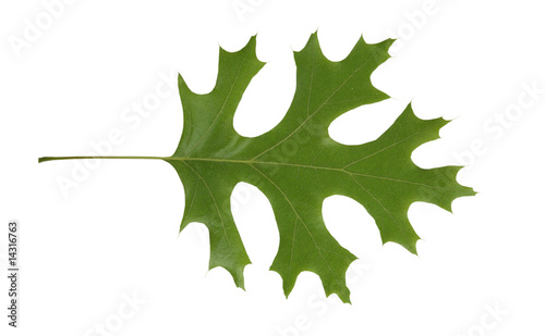Red Oak leaf isolated, Quercus rubra