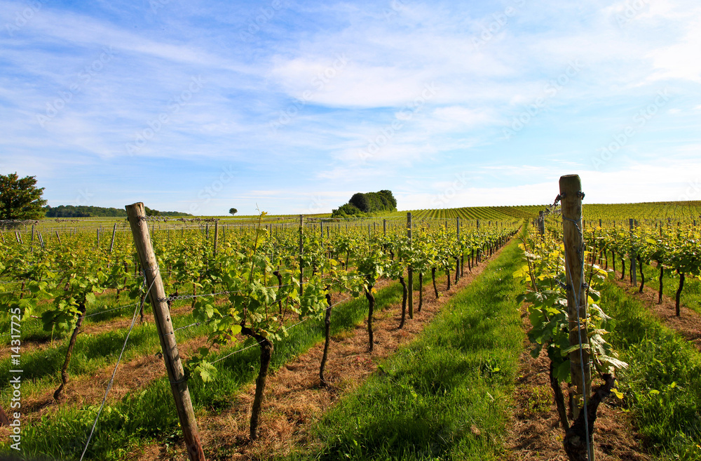 german vineyard near the rhein river