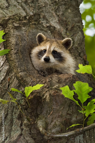 Photography Raccoon III