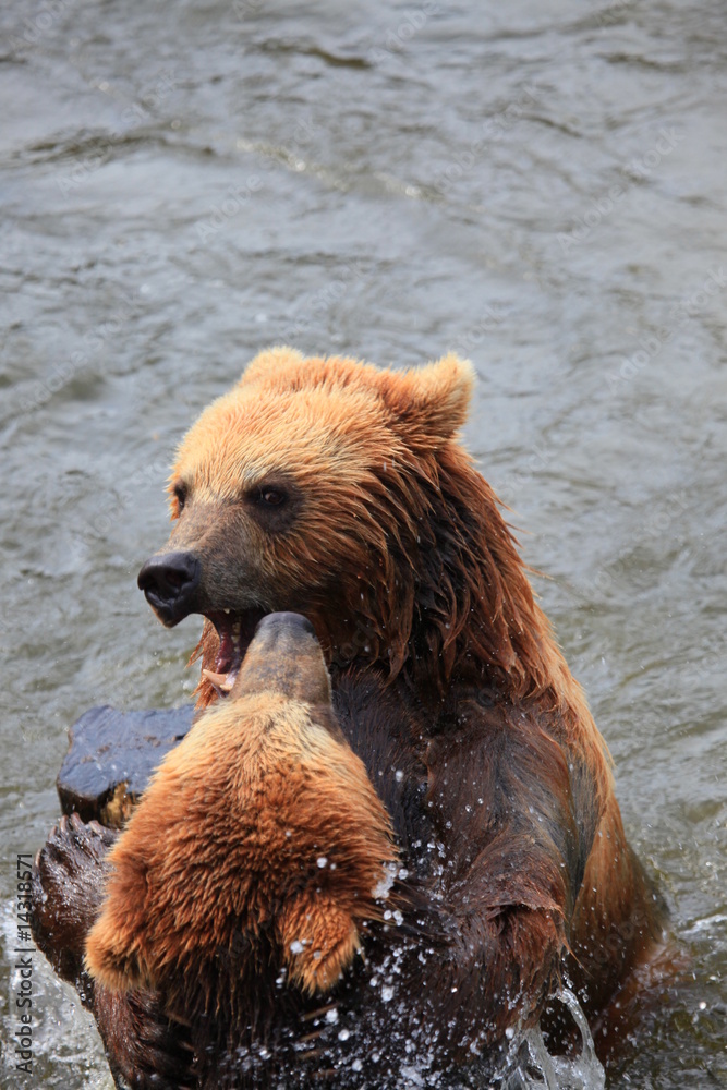 Obraz premium kämpfende Kodiakbären