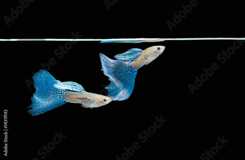 Swimming blue guppy, tropical fish pet