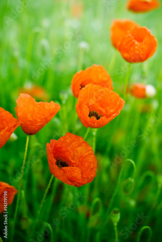 champ de coquelicots, photo verticale