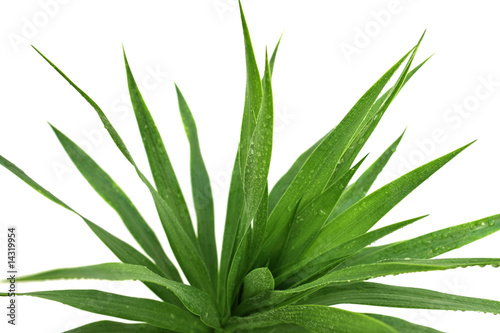 bouquet de yucca