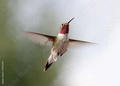 ruby red throat hummingbird photo