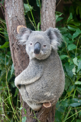 Photography koala looking directly at you