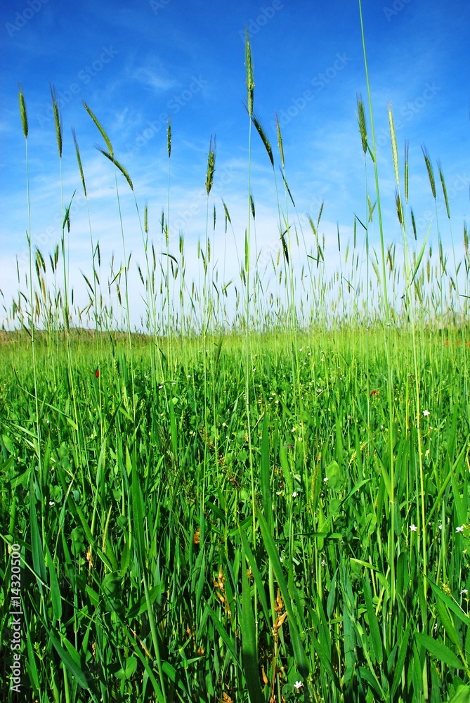 Obraz premium green grass against cloudy sky background
