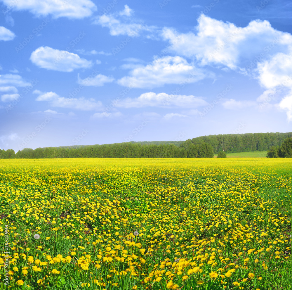 Fototapeta premium Field of dandelions on background of the sky