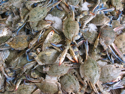 Live Blue Crabs