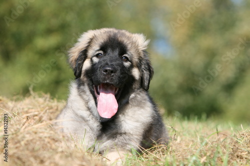 Obraz na plátně adorable chiot berger yougoslave allongé au sol content