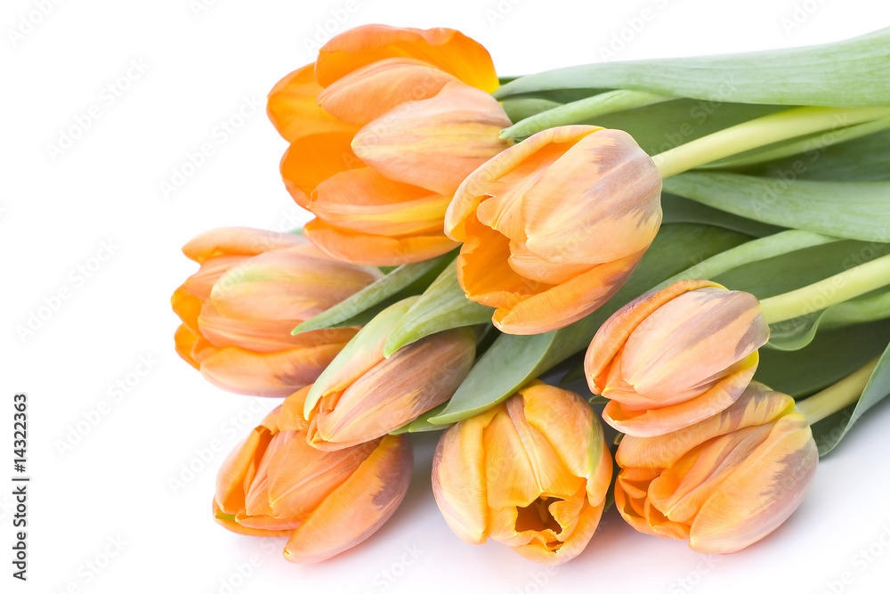 Obraz premium fresh tulips