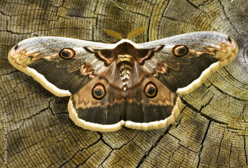 Fototapeta premium great peacock moth / Saturnia pyri