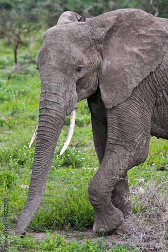 Wild African Elephant Portrait © nstanev