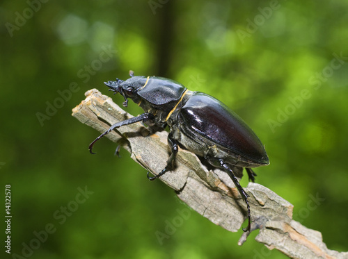 stag beetle / Lucanus cervus © Floriana