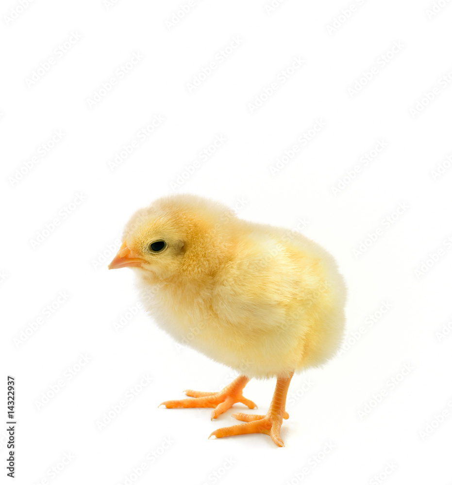 chick on white chick on white