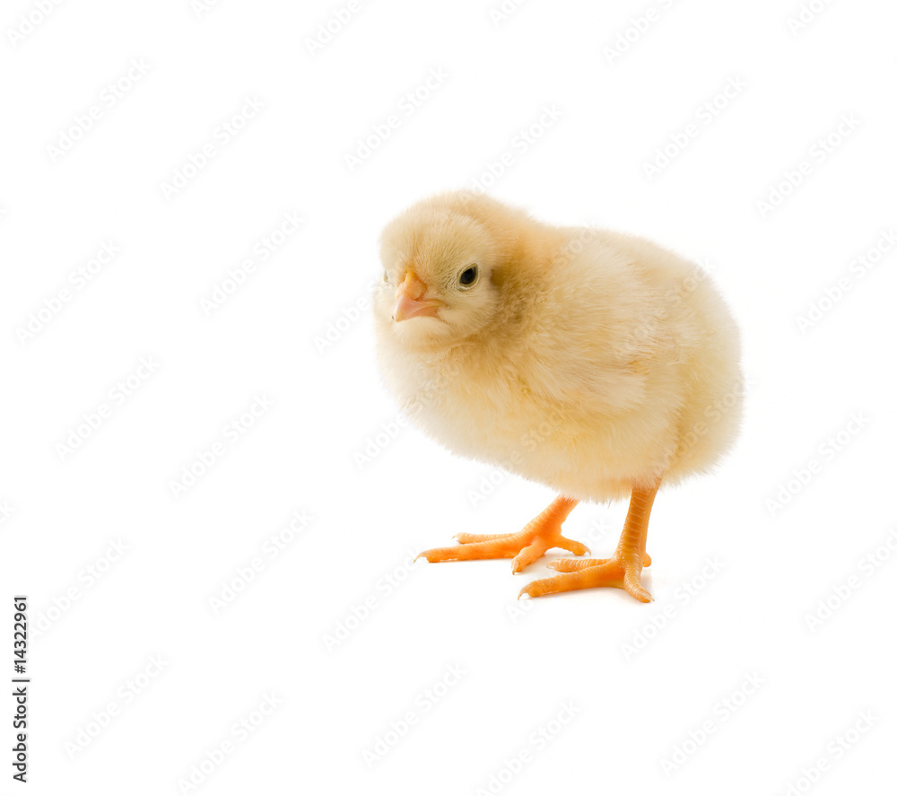 chick on white chick on white