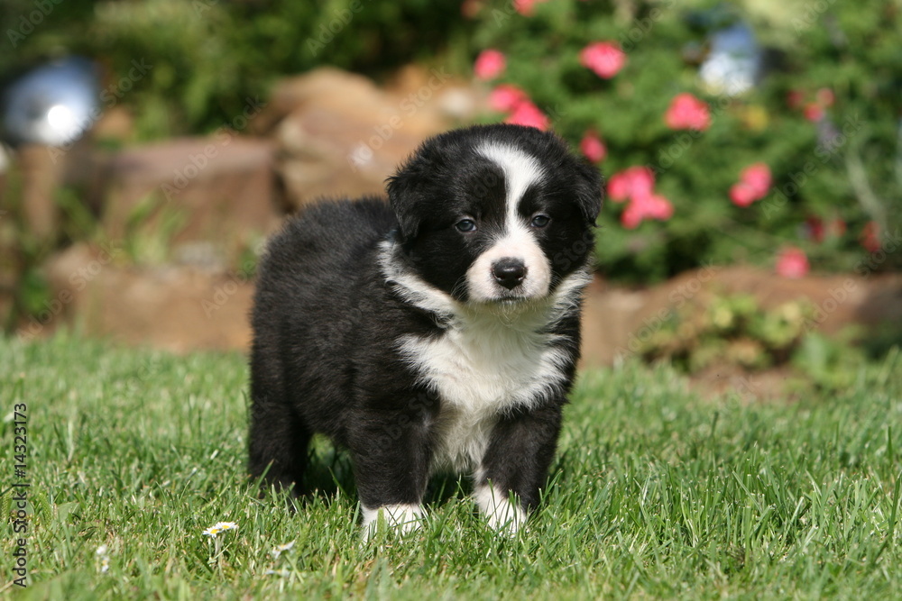 adorable chiot border collie marchant seul dans le jardin